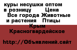 куры несушки.оптом 160 в розницу 200 › Цена ­ 200 - Все города Животные и растения » Птицы   . Крым,Красногвардейское